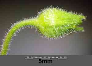 Giant chickweed(Myosoton aquaticum)