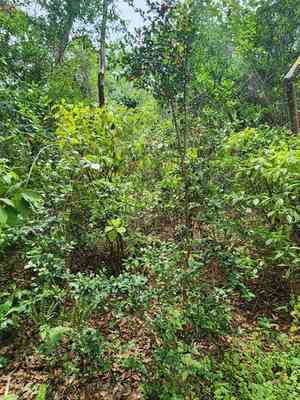 Twinberry(Myrcianthes fragrans)