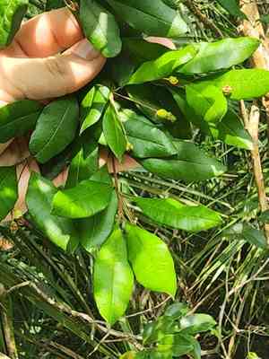 Twinberry(Myrcianthes fragrans)