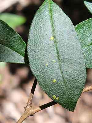 Twinberry(Myrcianthes fragrans)