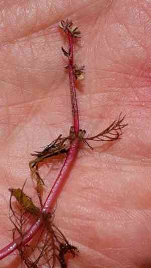 Alternate water milfoil(Myriophyllum alterniflorum)