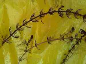 Alternate water milfoil(Myriophyllum alterniflorum)