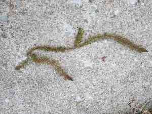 Alternate water milfoil(Myriophyllum alterniflorum)
