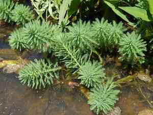 Parrot's feather(Myriophyllum aquaticum)