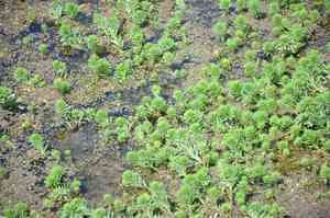 Parrot's feather(Myriophyllum aquaticum)