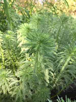Parrot's feather(Myriophyllum aquaticum)