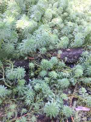 Parrot's feather(Myriophyllum aquaticum)