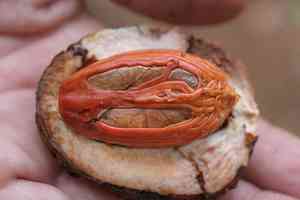 Nutmeg and mace(Myristica fragrans)