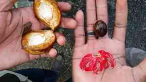 Nutmeg and mace(Myristica fragrans)