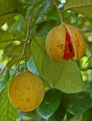 Nutmeg and mace(Myristica fragrans)