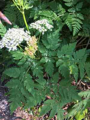 Anise(Myrrhis odorata)