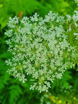 Anise(Myrrhis odorata)