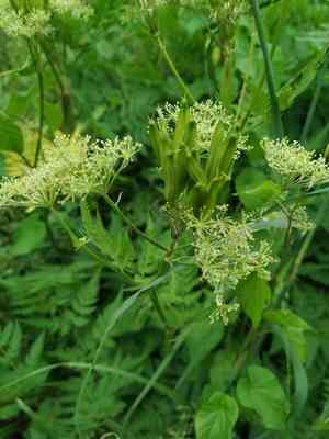 Anise(Myrrhis odorata)