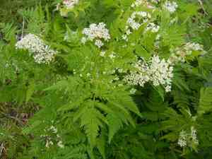 Anise(Myrrhis odorata)
