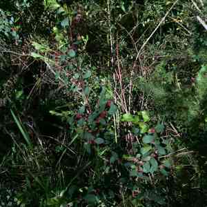 Cape myrtle(Myrsine africana)