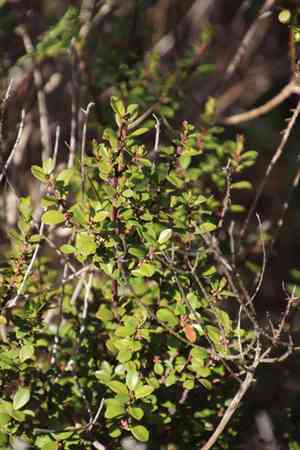Cape myrtle(Myrsine africana)