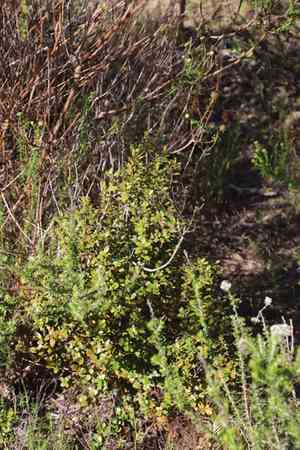 Cape myrtle(Myrsine africana)