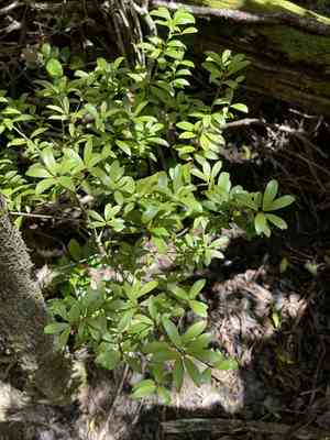Forest colicwood(Myrsine alyxifolia)