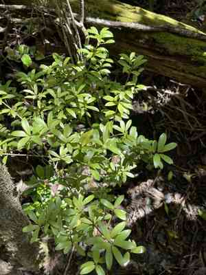 Forest colicwood(Myrsine alyxifolia)