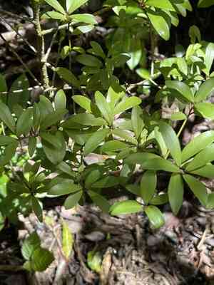 Forest colicwood(Myrsine alyxifolia)