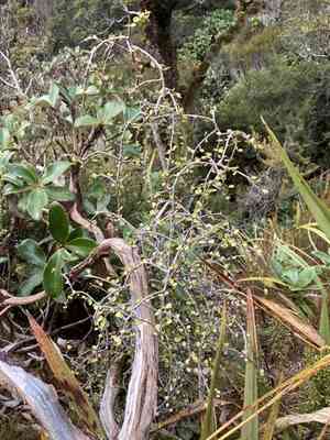Weeping mapou(Myrsine divaricata)