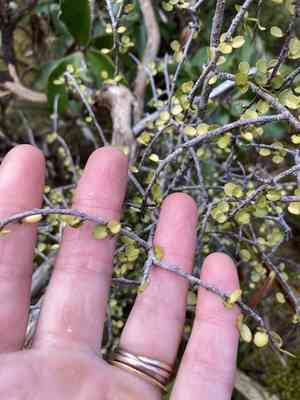 Weeping mapou(Myrsine divaricata)