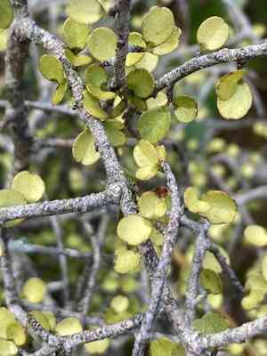 Weeping mapou(Myrsine divaricata)