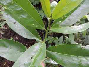 Myrsine guianensis(Myrsine guianensis)