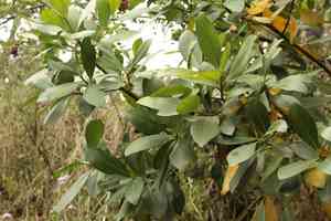 Myrsine guianensis(Myrsine guianensis)