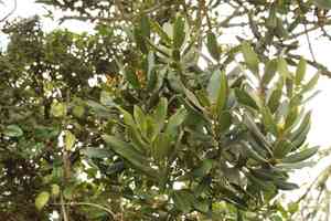 Myrsine guianensis(Myrsine guianensis)
