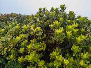Kolea lau nui(Myrsine lessertiana)