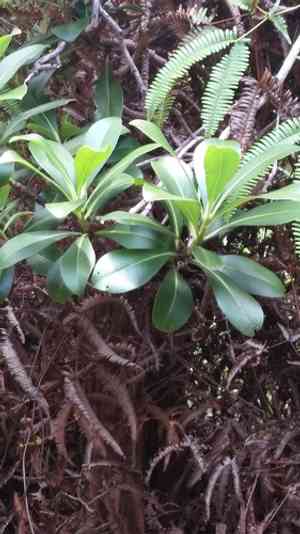 Kolea lau nui(Myrsine lessertiana)