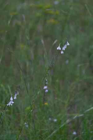 Slender rattlesnakeroot(Nabalus autumnalis)