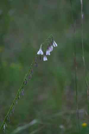 Slender rattlesnakeroot(Nabalus autumnalis)