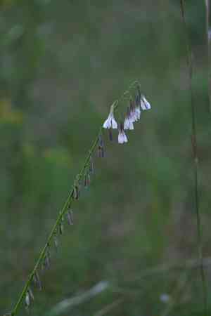 Slender rattlesnakeroot(Nabalus autumnalis)