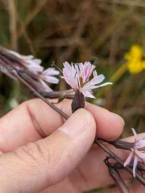 Slender rattlesnakeroot(Nabalus autumnalis)