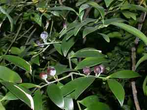 Asian bayberry(Nageia nagi)