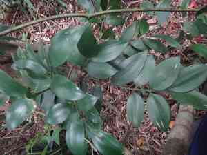Asian bayberry(Nageia nagi)