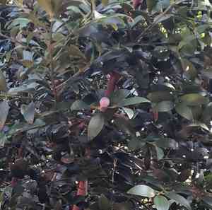 Asian bayberry(Nageia nagi)