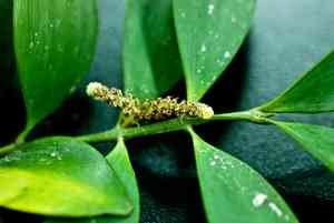 Asian bayberry(Nageia nagi)