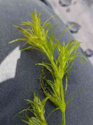 Slender naiad(Najas flexilis)