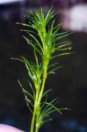Slender naiad(Najas flexilis)