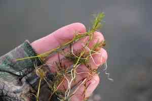 Slender naiad(Najas flexilis)