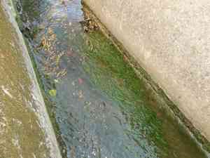 Southern naiad(Najas guadalupensis)