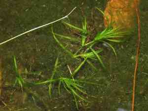 Southern naiad(Najas guadalupensis)