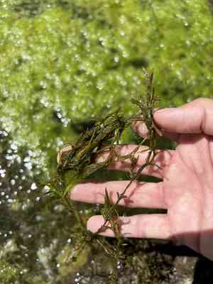 Southern naiad(Najas guadalupensis)