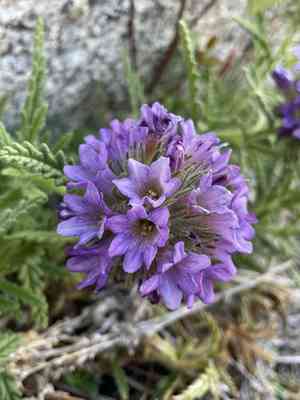 Rothrock's fiddleleaf(Nama rothrockii)
