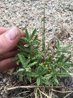 Rothrock's fiddleleaf(Nama rothrockii)