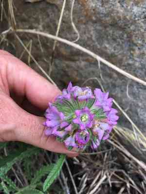 Rothrock's fiddleleaf(Nama rothrockii)