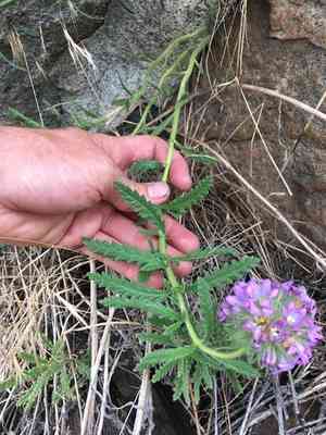 Rothrock's fiddleleaf(Nama rothrockii)
